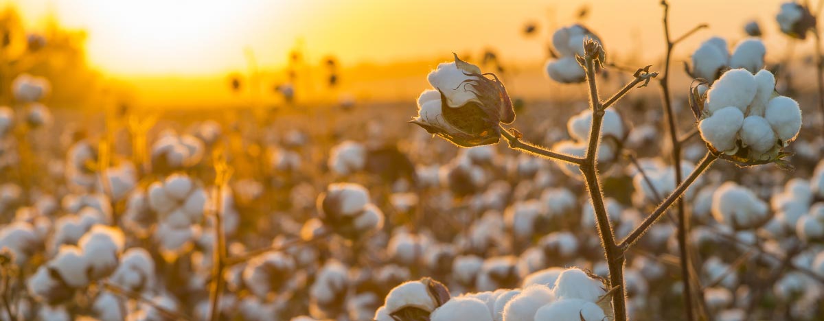 Better Cotton Initiative